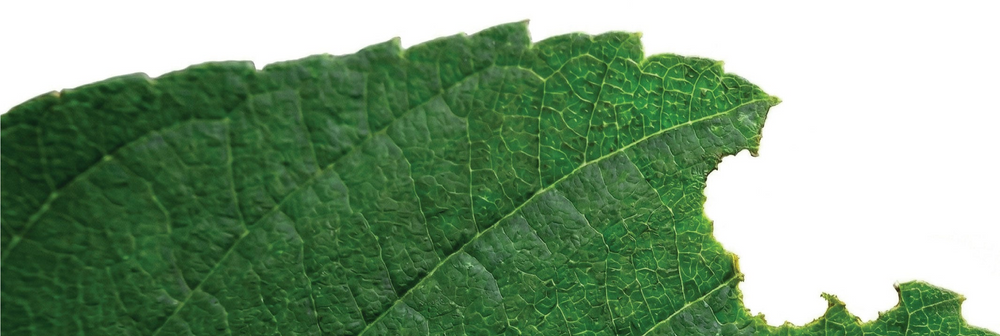 The Missing Layer in Your Fueling Stack: What Soluble Fiber Actually Does for Endurance Athletes